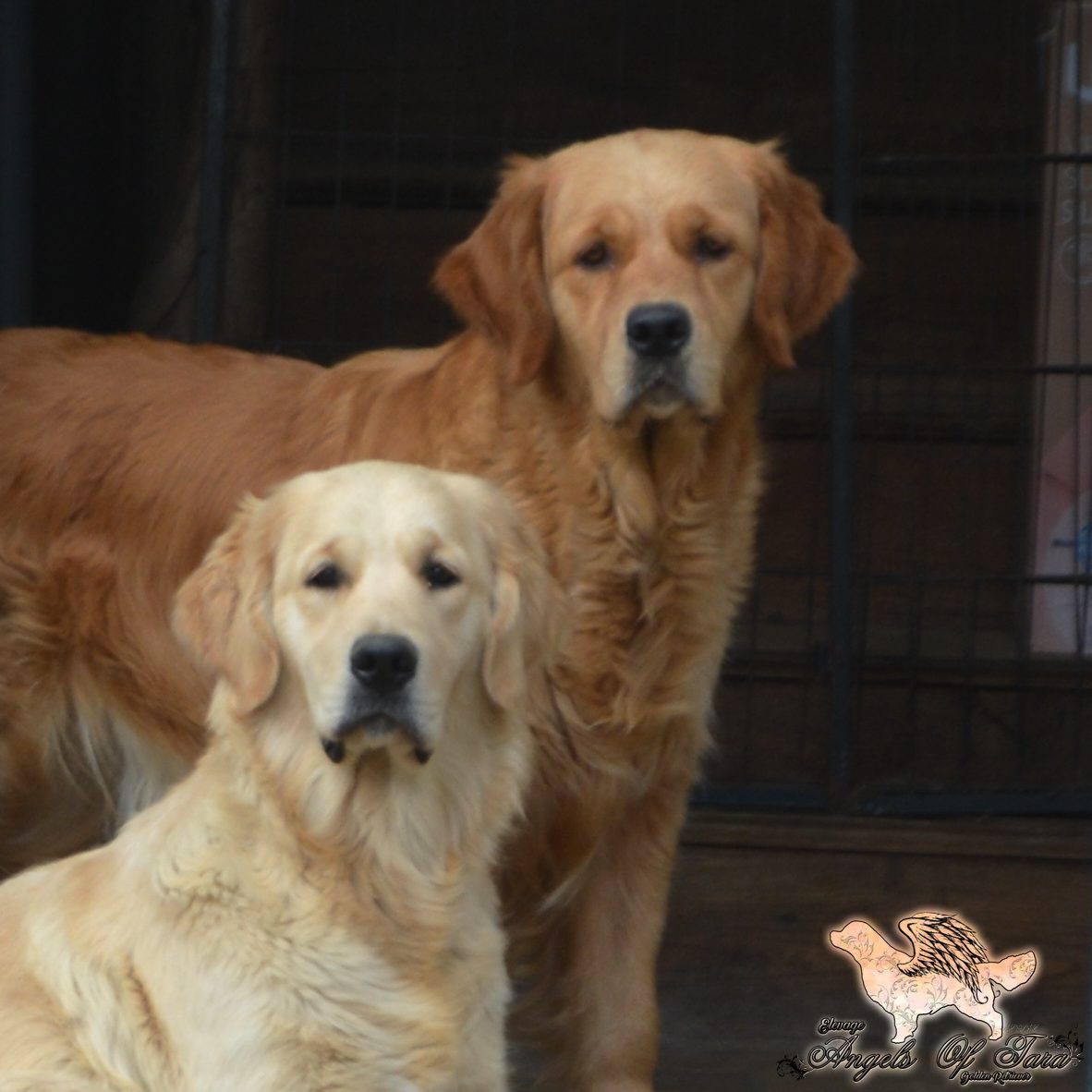 Sydney et Kurby Golden Retriever