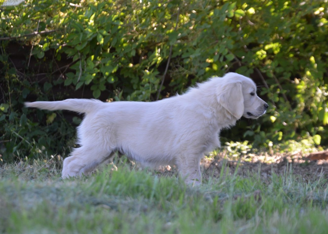 Sydney et Kurby Golden Retriever