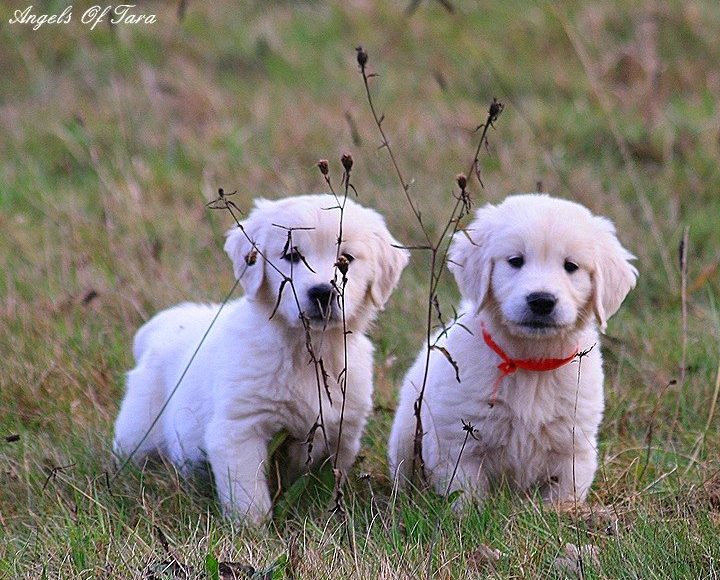 Chiots gloden retriever