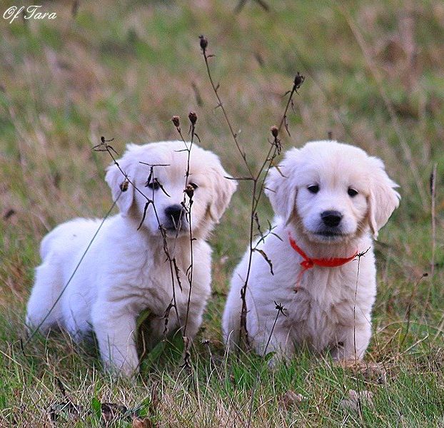 Chiots gloden retriever