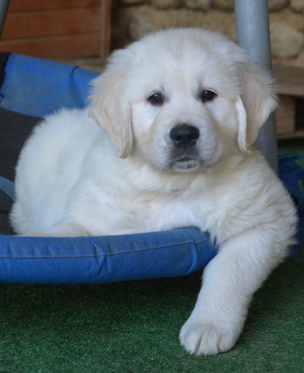 Chiots gloden retriever